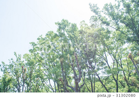 若葉　新緑　森林浴　葉　さわやか　グリーン 31302080