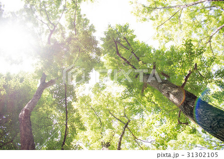 若葉 新緑 森林浴 葉 さわやか グリーン 若葉 新緑 森林浴 葉 さわやか グリーン 31302105