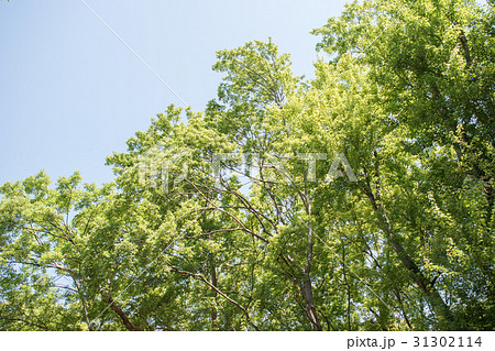 若葉 新緑 森林浴 葉 さわやか グリーン 若葉 新緑 森林浴 葉 さわやか グリーン 31302114