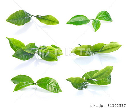 Green tea leaf isolated on white background. Green tea leaf isolated on white background. 31302537