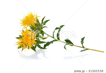 Yellow Safflower isolated on white background 31303556