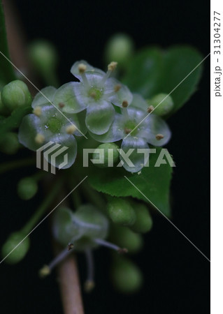 自然　植物　アオハダ、雌雄別株です。最盛期には雄花は枝先に溢れるように咲きます 31304277