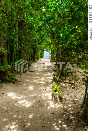 備瀬集落のフクギ並木 備瀬集落のフクギ並木 31304409