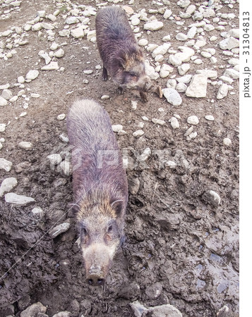 イノシシ 31304813