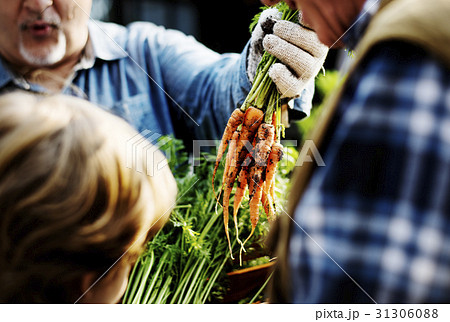 Senior Man Showing Fresh Harvest Carrots Senior Man Showing Fresh Harvest Carrots 31306088