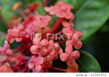 69751　サンタンカ 31307353