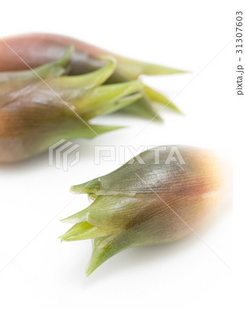 茗荷 茗荷 31307603