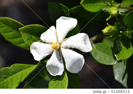 クチナシの花 クチナシの花 31308313