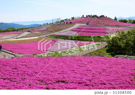 茶臼山高原 芝桜 31308500