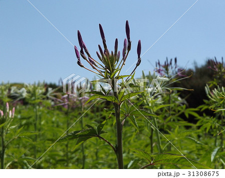 咲き始めたクレオメの白色と桃色の花 31308675