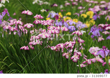 花菖蒲 31309077