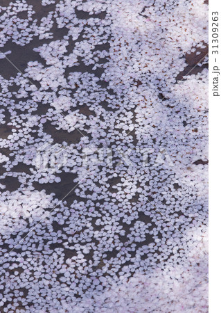 水面に落ちた桜の花びら 31309263