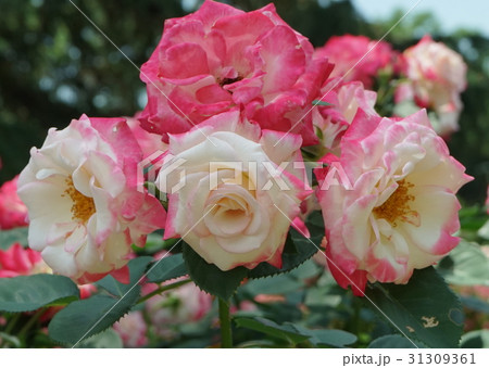 バラ　品名　デスティニィ 31309361