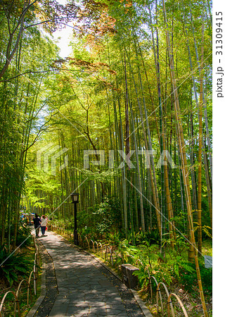静岡県伊豆修善寺、竹林の小径を歩く観光客 31309415