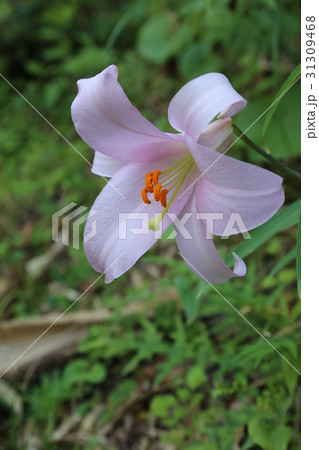 ささゆり 31309468