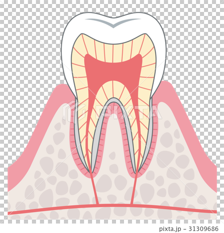 Structure cross section of teeth 31309686