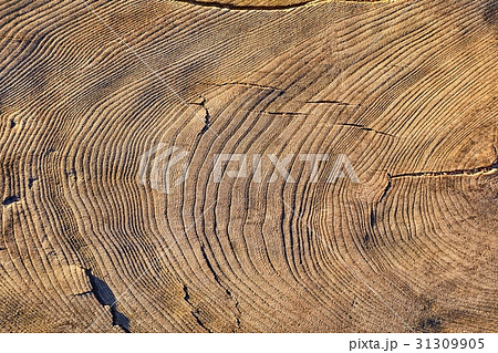 Tree trunk texture 31309905