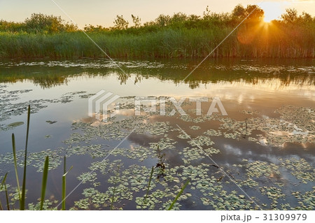 Water surface with plants 31309979