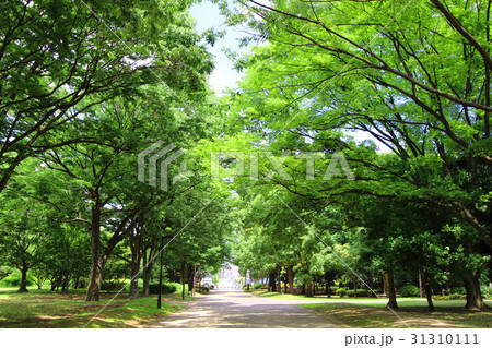 砧公園の新緑 31310111