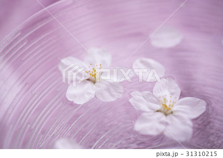 水面に浮かぶ桜の花 水面に浮かぶ桜の花 31310215