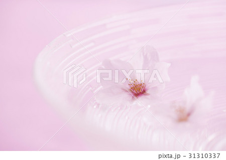 水面に浮いたサクラの花びら 31310337