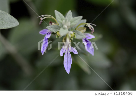 69850　ツリージャーマンダー 31310456