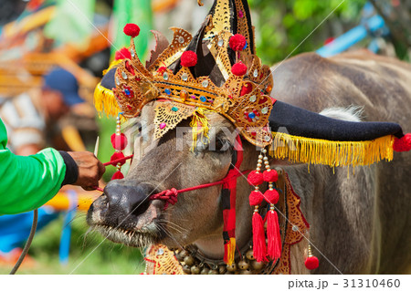 Traditional Balinese water buffalo races Makepung  31310460