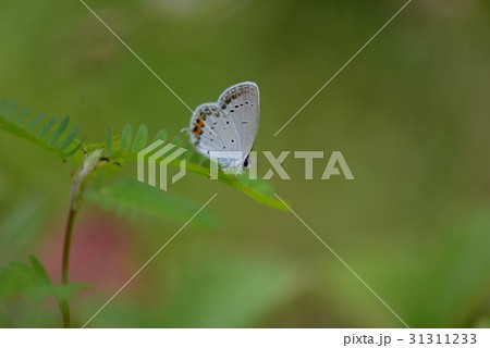 ツバメシジミとカワラケツメイ 31311233