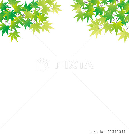 青もみじ　イラスト 31311351
