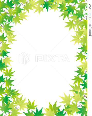 青もみじ　背景イラスト 31311352