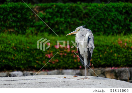 アオサギ　東福寺にて 31311606