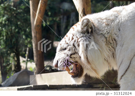 Look of a white Tiger 31312024