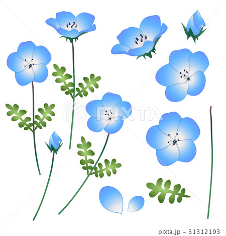 Nemophila Baby Blue Eyes Flower のイラスト素材