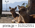 鹿と鹿 31312551