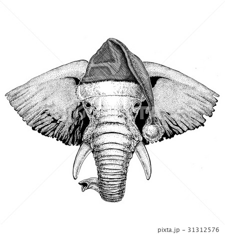 African or indian Elephant wearing christmas hat 31312576