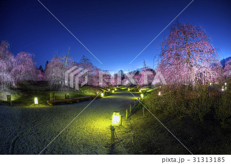 suzuka no mori teien plum blossom light up suzuka no mori teien plum blossom light up 31313185