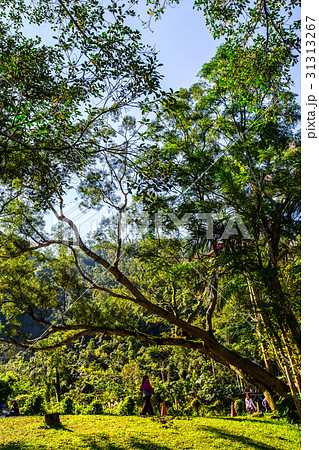 アジア人 アジアン アジア風 31313267