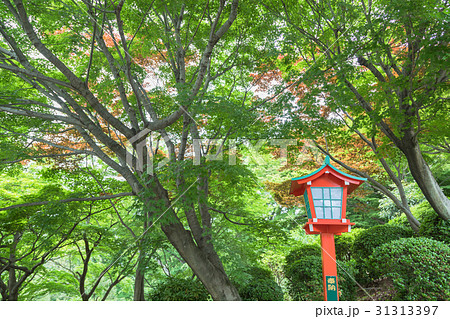 神社の灯篭と新緑のもみじ 31313397