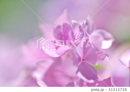 紫陽花のソフトイメージ ピンクの花に緑の背景 淡いの写真素材