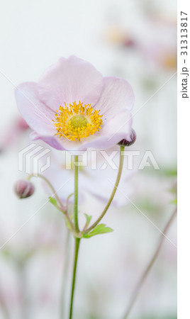 Pale pink flower Japanese anemone, close-up 31313817