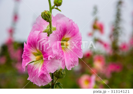 台湾 花 フラワー 31314121