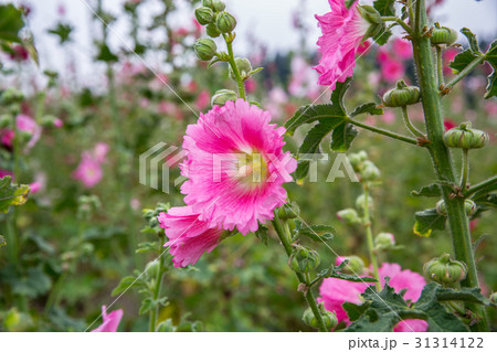 台湾 花 フラワー 31314122