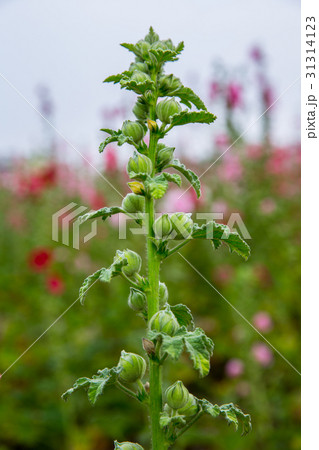台湾 花 フラワー 31314123