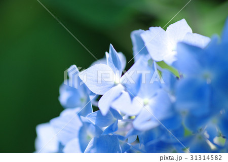 紫陽花のソフトイメージ 日陰のブルーの花に差し込む光 Aの写真素材