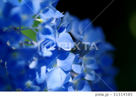 紫陽花のソフトイメージ　日陰のブルーの花に差し込む光 b コントラスト高め 31314585
