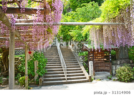吉祥寺 31314906