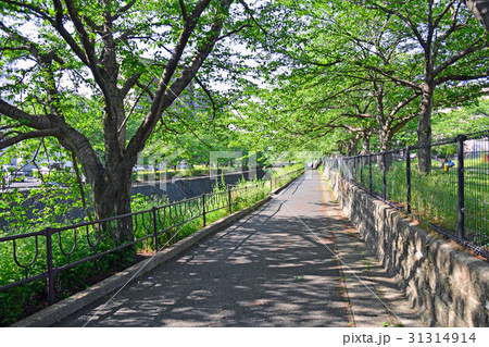 志井川 志井川 31314914