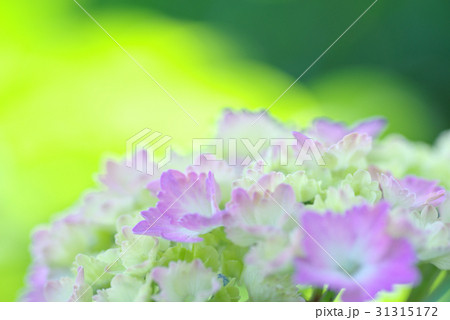 色付き始めた紫陽花のソフトイメージ ピンクの花に黄緑の背景 の写真素材