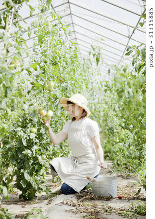 トマト農家 31315885
