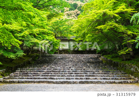 京都　嵯峨野　二尊院 31315979